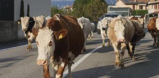 Mucche in strada, tre feriti e 7 bovini morti in scontro nell’Avellinese