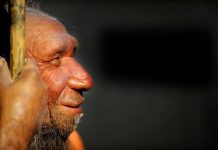 La rivincita dell’uomo di Neanderthal, non fu soppiantato dai Sapiens perché meno intelligente