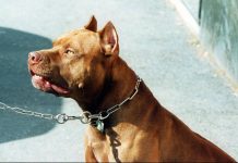 Pitbull azzanna una donna, il veterinario Coccìa: “La razza non c’entra, dipende dal padrone”