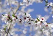 Ribaltone meteo, a Pasqua e Pasquetta arriva la primavera