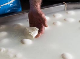 Consorzio di tutela della mozzarella di bufala campana Dop, allarme aumento costi per crisi Iran, possibili rialzi dei listini