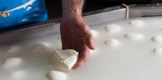 Consorzio di tutela della mozzarella di bufala campana Dop, allarme aumento costi per crisi Iran, possibili rialzi dei listini