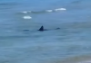 Terracina, squalo a pochi metri dalla riva scatena la paura dei bagnanti