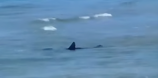 Terracina, squalo a pochi metri dalla riva scatena la paura dei bagnanti