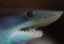 Paura a Gallipoli, grosso squalo attacca un’imbarcazione