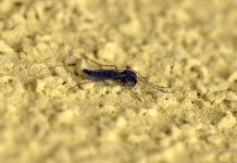 Con il caldo si svegliano le zanzare, esperti: “Subito interventi altrimenti è tardi”