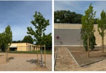 Castiglione, città sempre più verde: piantati 47 nuovi alberi