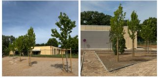 Castiglione, città sempre più verde: piantati 47 nuovi alberi