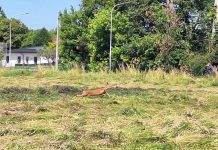 Pegognaga, capriolo da giorni imprigionato in area privata: oggi la liberazione