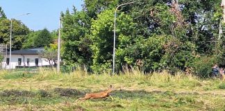 Pegognaga, capriolo da giorni imprigionato in area privata: oggi la liberazione