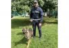 Ecco Aran, il primo dei cani antidroga della Polizia Locale di Mantova