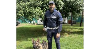 Ecco Aran, il primo dei cani antidroga della Polizia Locale di Mantova