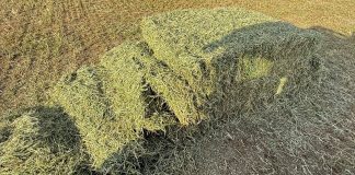 Motteggiana, misterioso furto di corde per botoloni nei campi