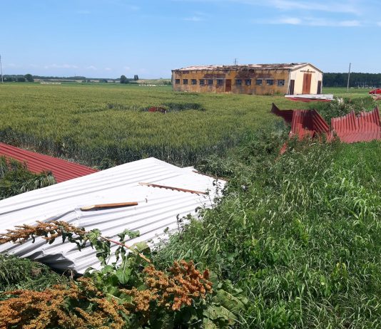 Maltempo e danni: strage di alberi in diversi paesi del Mantovano. Capannone scoperchiato