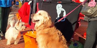 Quingentole celebra i cani con una giornata tra giochi e solidarietà
