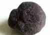 A Borgocarbonara è tutto pronto per la 1ª Fiera del Tartufo nero estivo