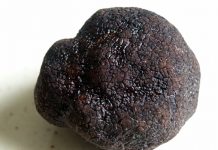 A Borgocarbonara è tutto pronto per la 1ª Fiera del Tartufo nero estivo