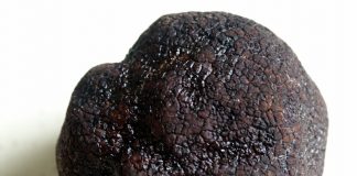 A Borgocarbonara è tutto pronto per la 1ª Fiera del Tartufo nero estivo