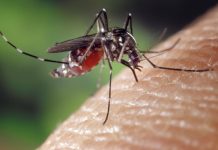 Porto Mantovano, esaurite in pochi giorni le pastiglie larvicide anti-zanzare distribuite dal Comune