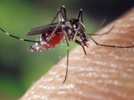 Porto Mantovano, esaurite in pochi giorni le pastiglie larvicide anti-zanzare distribuite dal Comune