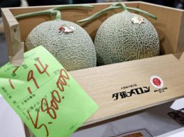 Due meloni venduti a 31mila euro, l’asta choc in Giappone per i frutti ‘d’oro’