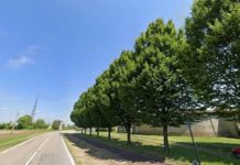Ostiglia, pioppi abbattuti, l’amministrazione ribadisce: “Scelta per la sicurezza. Pianteremo nuovi alberi”