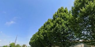 Ostiglia, pioppi abbattuti, l’amministrazione ribadisce: “Scelta per la sicurezza. Pianteremo nuovi alberi”