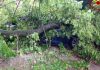 Mantova, albero crolla in Largo Petrarca: due le auto danneggiate