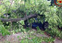 Mantova, albero crolla in Largo Petrarca: due le auto danneggiate