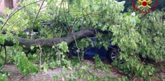 Mantova, albero crolla in Largo Petrarca: due le auto danneggiate