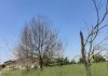 Bosco dei nuovi nati di Porto, Giampaolo Voi denuncia: “abbandono e alberi morti”
