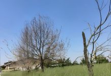 Bosco dei nuovi nati di Porto, Giampaolo Voi denuncia: “abbandono e alberi morti”