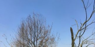 Bosco dei nuovi nati di Porto, Giampaolo Voi denuncia: “abbandono e alberi morti”