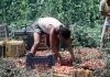 Crisi nei campi, lavoratori agricoli sempre più anziani e 1 su 2 è straniero
