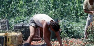 Crisi nei campi, lavoratori agricoli sempre più anziani e 1 su 2 è straniero