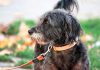 Avere un cane protegge il cuore e allunga la vita, il maxi studio