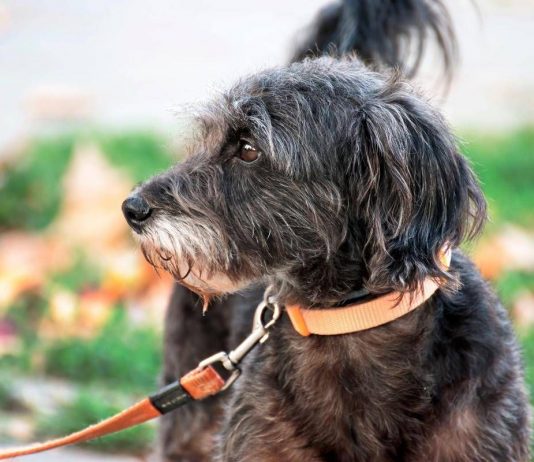 Avere un cane protegge il cuore e allunga la vita, il maxi studio