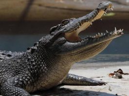 Pistoia, “c’è un coccodrillo nel laghetto”: scattate le ricerche