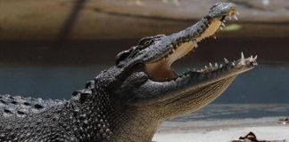 Pistoia, “c’è un coccodrillo nel laghetto”: scattate le ricerche