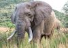 Uganda, scontro tra minibus ed elefante in parco nazionale: 3 morti