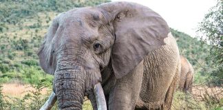 Uganda, scontro tra minibus ed elefante in parco nazionale: 3 morti