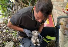 S.Giacomo delle Segnate, i vigili del fuoco salvano due gattini intrappolati nel tubo