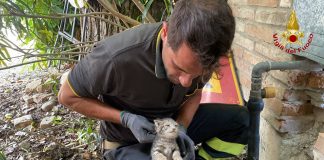 S.Giacomo delle Segnate, i vigili del fuoco salvano due gattini intrappolati nel tubo