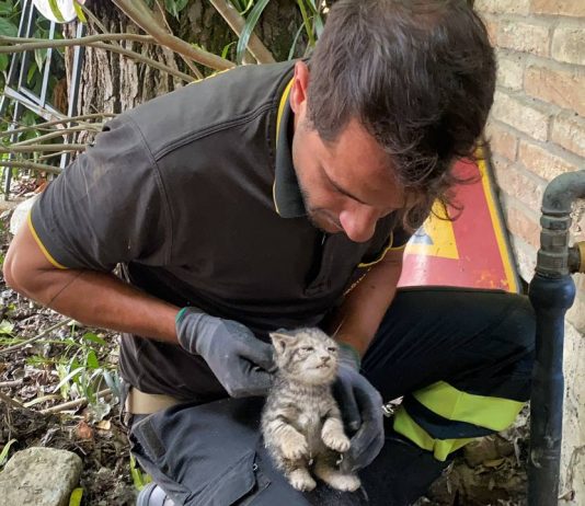 S.Giacomo delle Segnate, i vigili del fuoco salvano due gattini intrappolati nel tubo