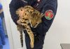 Milano, trovato e catturato un gattopardo africano nel parco di Garbagnate