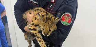 Milano, trovato e catturato un gattopardo africano nel parco di Garbagnate