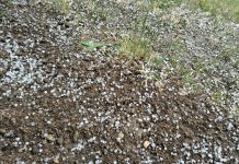 Grandine e vento sul Mantovano: quattro giorni di danni e maltempo. Ancora alberi abbattuti