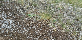 Grandine e vento sul Mantovano: quattro giorni di danni e maltempo. Ancora alberi abbattuti