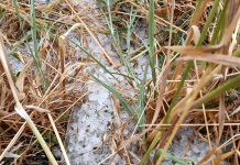 Maltempo e grandine nel Mantovano, Coldiretti: “danni a vigneti, mais e strutture agricole”