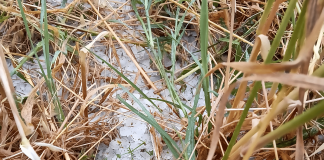 Maltempo e grandine nel Mantovano, Coldiretti: “danni a vigneti, mais e strutture agricole”